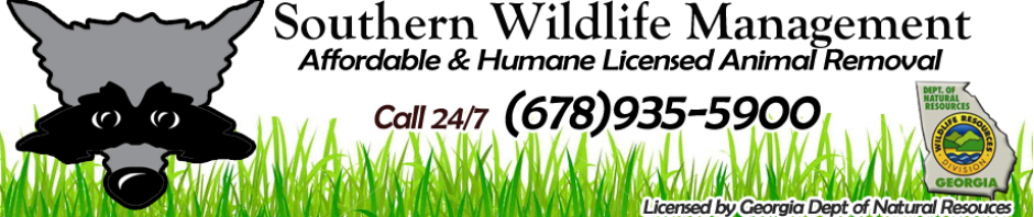 Affordable Dead Deer Pickup