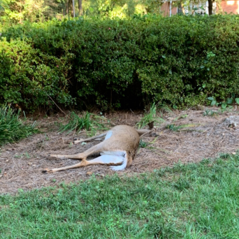 dawsonville dead deer