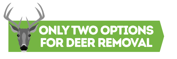 Dawsonville Dead Deer Removal - Deer Carcass Removal